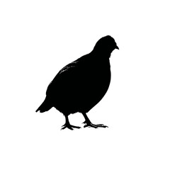 Obraz premium Solid black silhouette of a quail hiding, Vector Graphic
