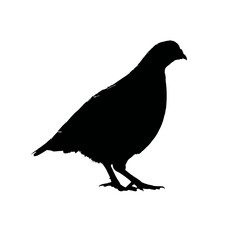 Obraz premium Solid black silhouette of a quail hiding, Vector Graphic