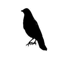 Obraz premium Solid black silhouette of a raven mysterious, Vector Graphic