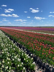 Field of tulips