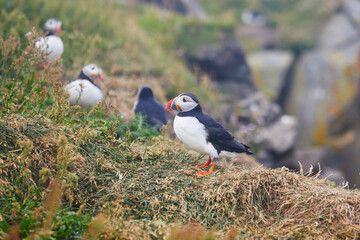 Atlantic Puffins birds or common puffins in nature background at Dirholaey in Iceland. Iceland and Norway most popular birds.