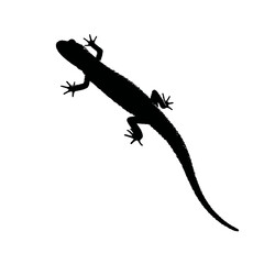 Naklejka premium Solid black silhouette of a salamander crawling, Vector Graphic