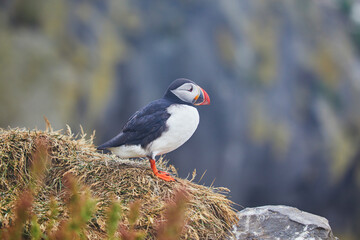 Atlantic Puffins birds or common puffins in nature background at Dirholaey in Iceland. Iceland and Norway most popular birds.