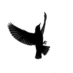 Naklejka premium Solid black silhouette of a starling murmuring, Vector Graphic
