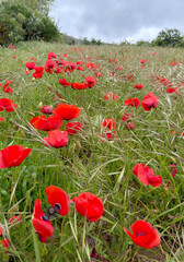 Red poppy flowers growing wild in Tenerife, Canary Islands,Spain.Papaver rhoeas blossom in spring.
Nature background for design.Selective focus.
