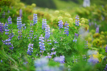 Obraz premium Beautiful summer landscape of Icelandic nature with blooming lupine flowers. Northern Europe, Iceland.