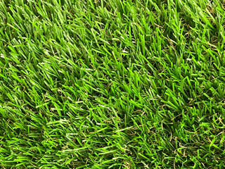 Green grass of a golf course or soccer field as a natural texture background for design. Selective focus.