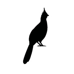 Solid black silhouette of a turaco colorful, Vector Graphic