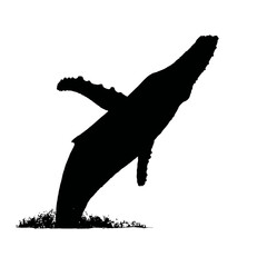 Obraz premium Solid black silhouette of a whale breaching, Vector Graphic
