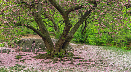 Central Park in spring, blooming cherry tree