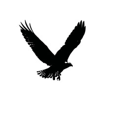 Obraz premium Solid black silhouette of an osprey diving, Vector Graphic