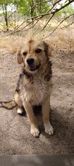 dog with a natural mohawk