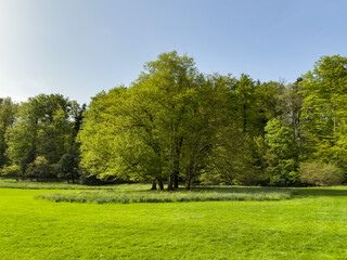 wide fresh spring meadow with light green trees and lush forest in the background under a clear sunny sky. minimalistic