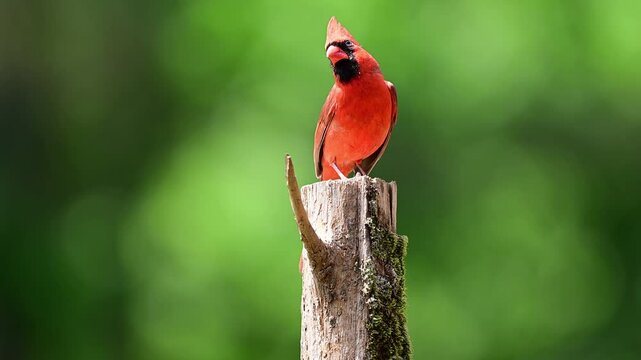Cardinal perched on a Cedar post 