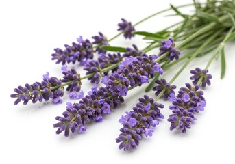 Beautiful Purple Lavender Flowers Bouquet Nature Photography White Background Spa Herb Plant Aroma
