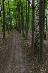 Fototapeta premium a path or bike track between even rows of trees