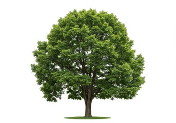 Majestic Green Summer Tree Isolated on White Background Perfect for Nature Designs and Illustrations