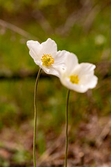 two white forest anemones, shallow depth of field, bokeh, background blur