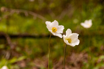 two white anemones on a blurred green background
