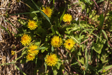 dandelions in the meadow