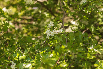 blooming apple tree