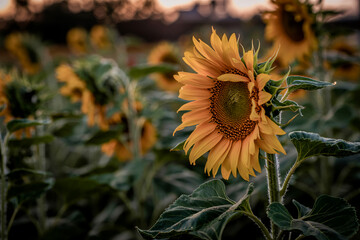 Single Sunflower in a Field at Sunset Golden Hour