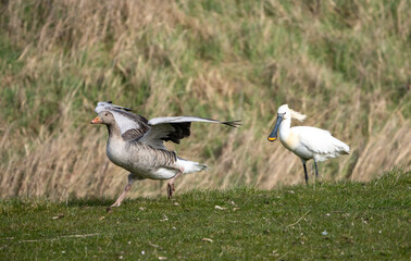 Eine Graugans läuft mit ausgestreckten Flügeln vor einem Löffler davon