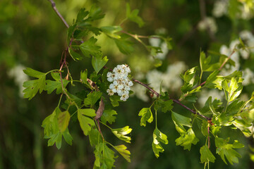 blooming apple tree