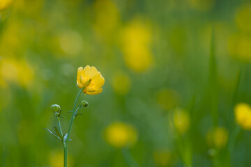 Ranunculus blossom in the sunset light close-up