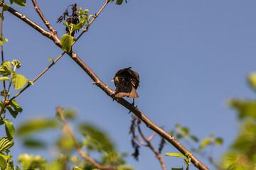 bird on a branch
