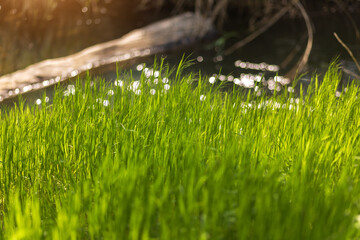 grass and water