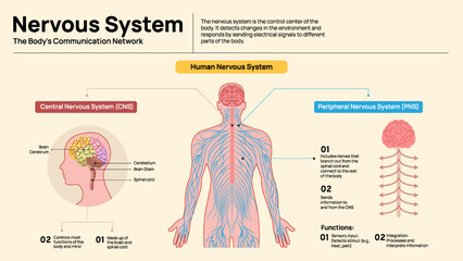 Human Nervous System Diagram &ndash; Central and Peripheral System Explained