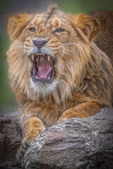 Obraz premium Asiatic Lion Roaring on Rock Face Close Up Portrait Expressing Intense Power and Dominant Wildlife Behavior