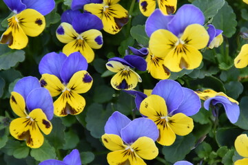 These multi colored violets are blossoming outdoors in spring day.