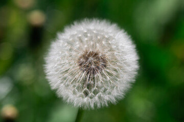 Macro photo of a dandelion ready to be blown. The photo clearly shows the details of the flower.