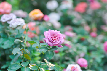 pink rose or Garden roses , zaide rose or William Christie Rose or Mary Rose or Rosa damascena  Mill or  Rose or Damask rose or Rosaceae or violet flower or purple flower