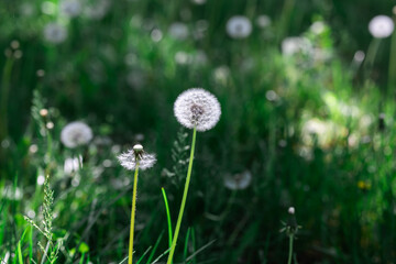 Wallpaper of a field of dandelions. A dandelion is in the center of the image and stands out.
