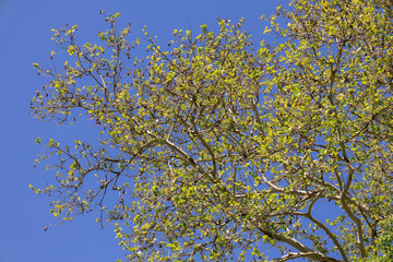 Bottom view of a tree branch full of leaves, contrast between the colors of the leaves and the blue of the sky.