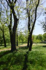 Obraz premium Vertical photo of the trees in the park. Photo full of light. Miniature effect, photo edditing special effect.
