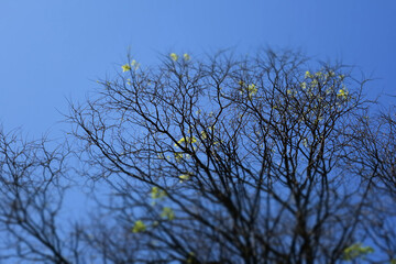 Dry tree branches against the sky. Miniature effect, photo edditing special effect.