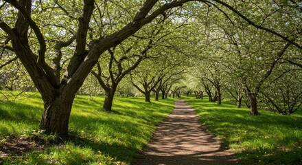 Path through a green meadow lined with flowering trees in springtime.