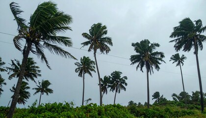 Obraz premium Swirl in a rainstorm, impacting coconut trees swaying under strong winds and heavy rain, with a gray sky looming before a tornado, typhoon, or hurricane at beach 
