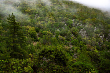Fog slowly rising over lush green forest covering the mountainside