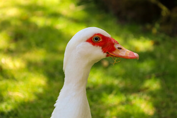 muscovy duck, duck, beak, waterfowl, feather, domestic, farm, bird, white, agriculture, fowl, wild, poultry, wings, wildlife, feathers, animal, nature, water, grass, birds, animals, neck, head, green,