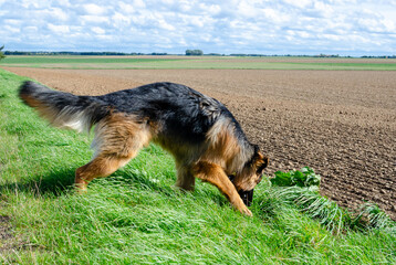 A German Shepherd sniffs green grass in summer.