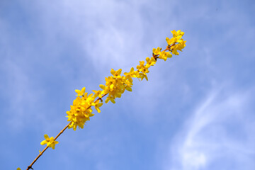 A yellow flower is in the air with a blue sky in the background