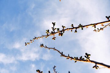 A tree with branches and leaves, with a blue sky in the background