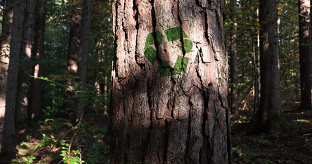  Green recycle symbol on pine tree trunk closeup shot.