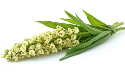 Obraz premium Pale Yellow Flower with Green Leaves on White Background