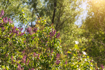 purple lilac flowers